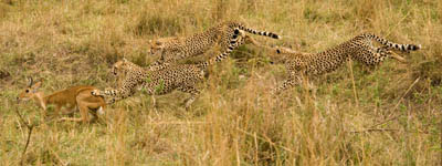 cheetah chase